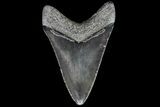 Serrated, Fossil Megalodon Tooth - Glossy Enamel #81689-2